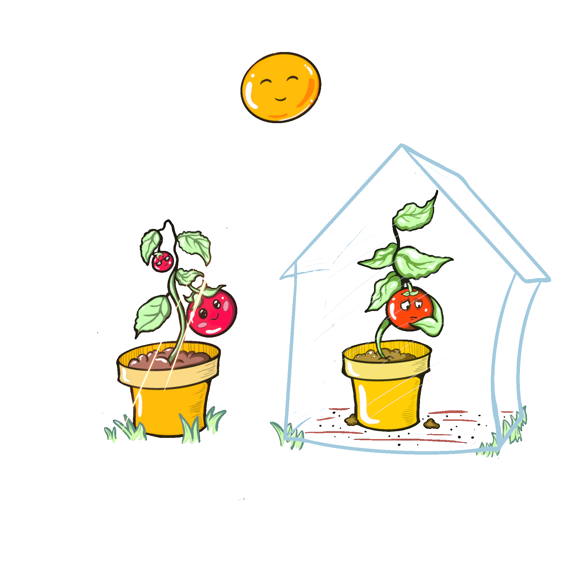 Gif, das zwei Tomatenpflanzen zeigt. Die eine ist im Freien, die andere in einem gewächshaus.