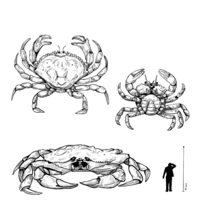 Scuttler
