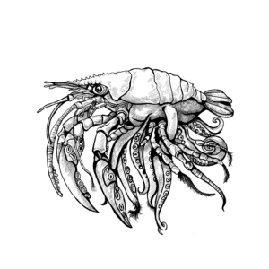 SheetSquidcrab